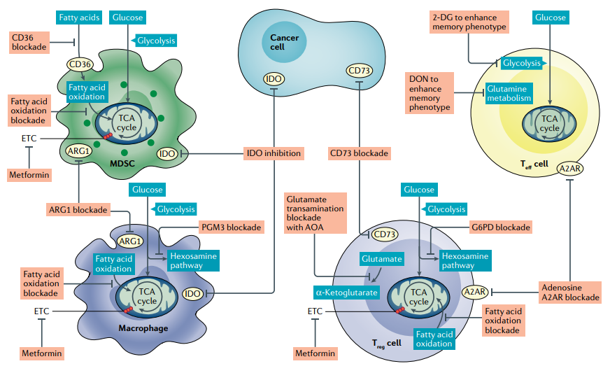 补硒杀死癌细胞(杀死癌细胞补硒有用吗)-硒宝网