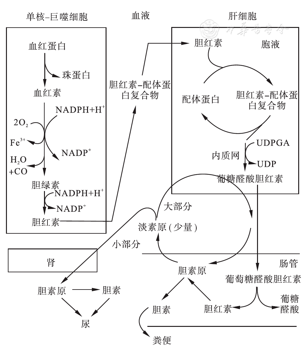 补硒杀死癌细胞(杀死癌细胞补硒有用吗)-硒宝网