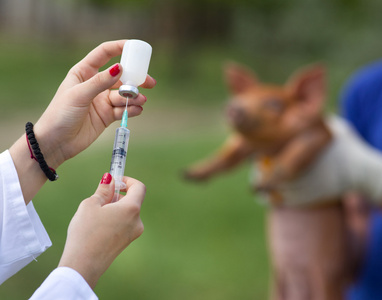 仔猪各阶段补硒（仔猪补硒八天可以吗）-硒宝网