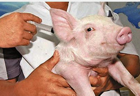 仔猪各阶段补硒（仔猪补硒八天可以吗）-硒宝网