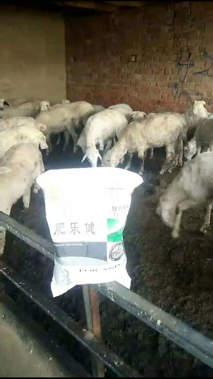 牛羊补硒的好处（牛羊缺硒会引起哪些疾病）-硒宝网