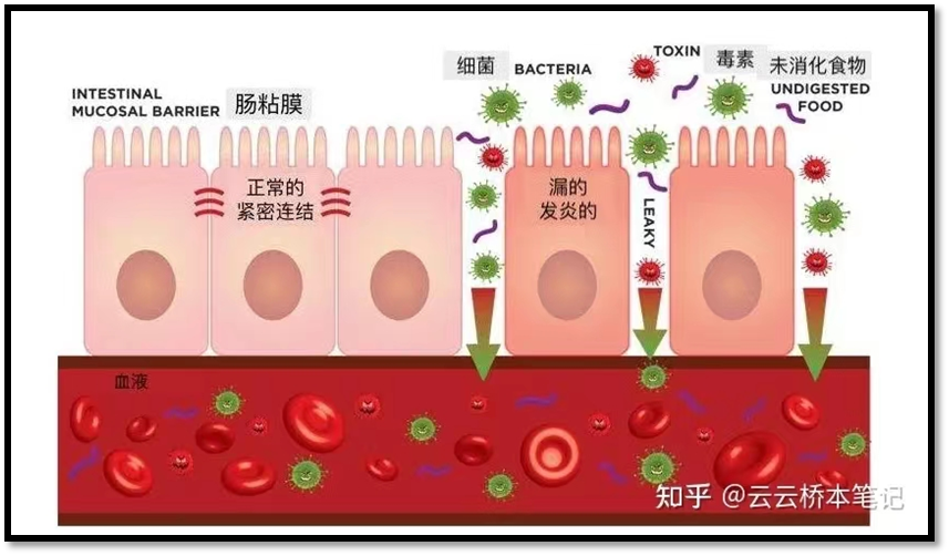 桥本补硒降抗体(桥本甲减补硒的作用)-硒宝网