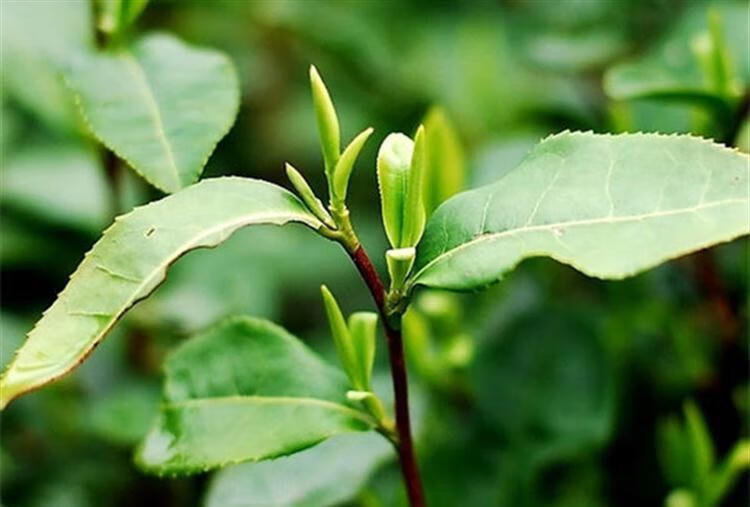 茶叶可以补硒吗(茶叶补硒可以长期吃吗)-硒宝网