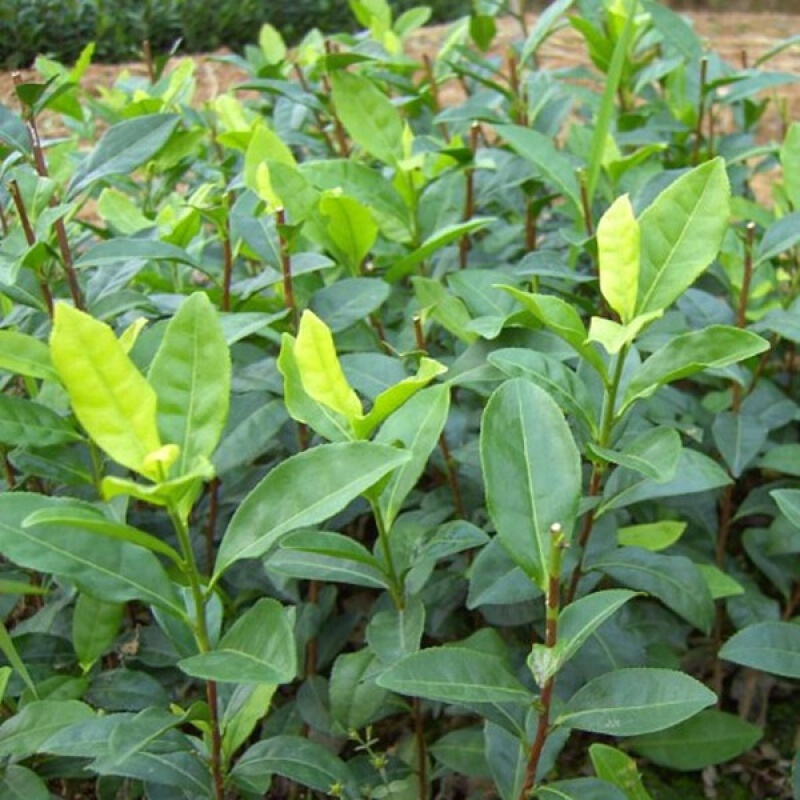 茶叶可以补硒吗(茶叶补硒可以长期吃吗)-硒宝网