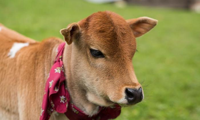 小牛犊怎么补硒（牛犊补硒方法）-硒宝网