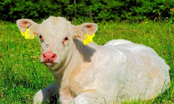 小牛犊怎么补硒（牛犊补硒方法）-硒宝网