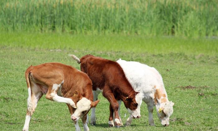 小牛犊怎么补硒（牛犊补硒方法）-硒宝网