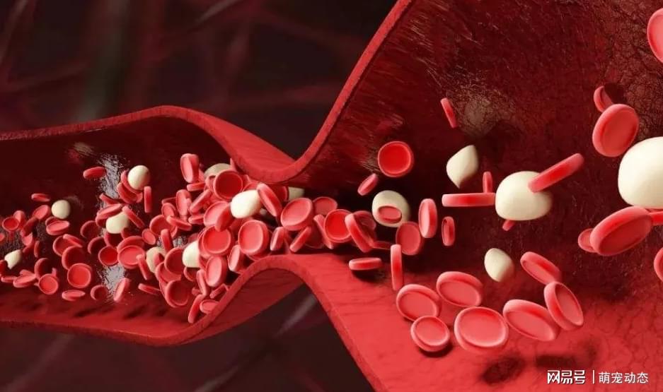 科学补硒的方法(如何科学补硒才能保证效果)-硒宝网