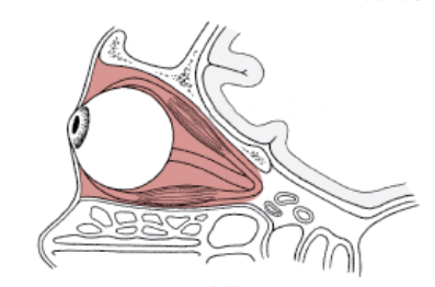 甲亢突眼 补硒（甲亢突眼为什么要吃硒酵母）-硒宝网