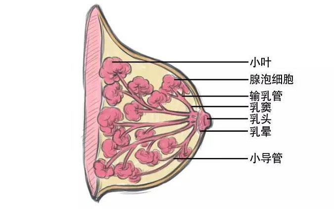 乳腺增生与补硒(乳腺增生补硒片有用吗)-硒宝网