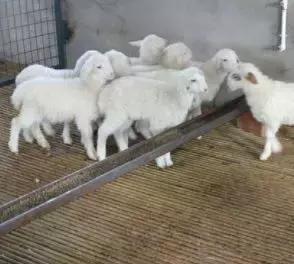 羔羊补硒的作用（羊补硒过量怎么解毒）-硒宝网