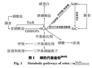 青少年可以补硒(硒对青少年的好处)-硒宝网