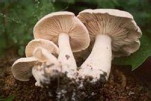 关于补硒的传说（硒的传说）-硒宝网