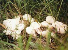 关于补硒的传说（硒的传说）-硒宝网