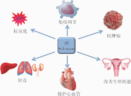 科学补硒的作用(科学补硒的三个原则是什么)-硒宝网