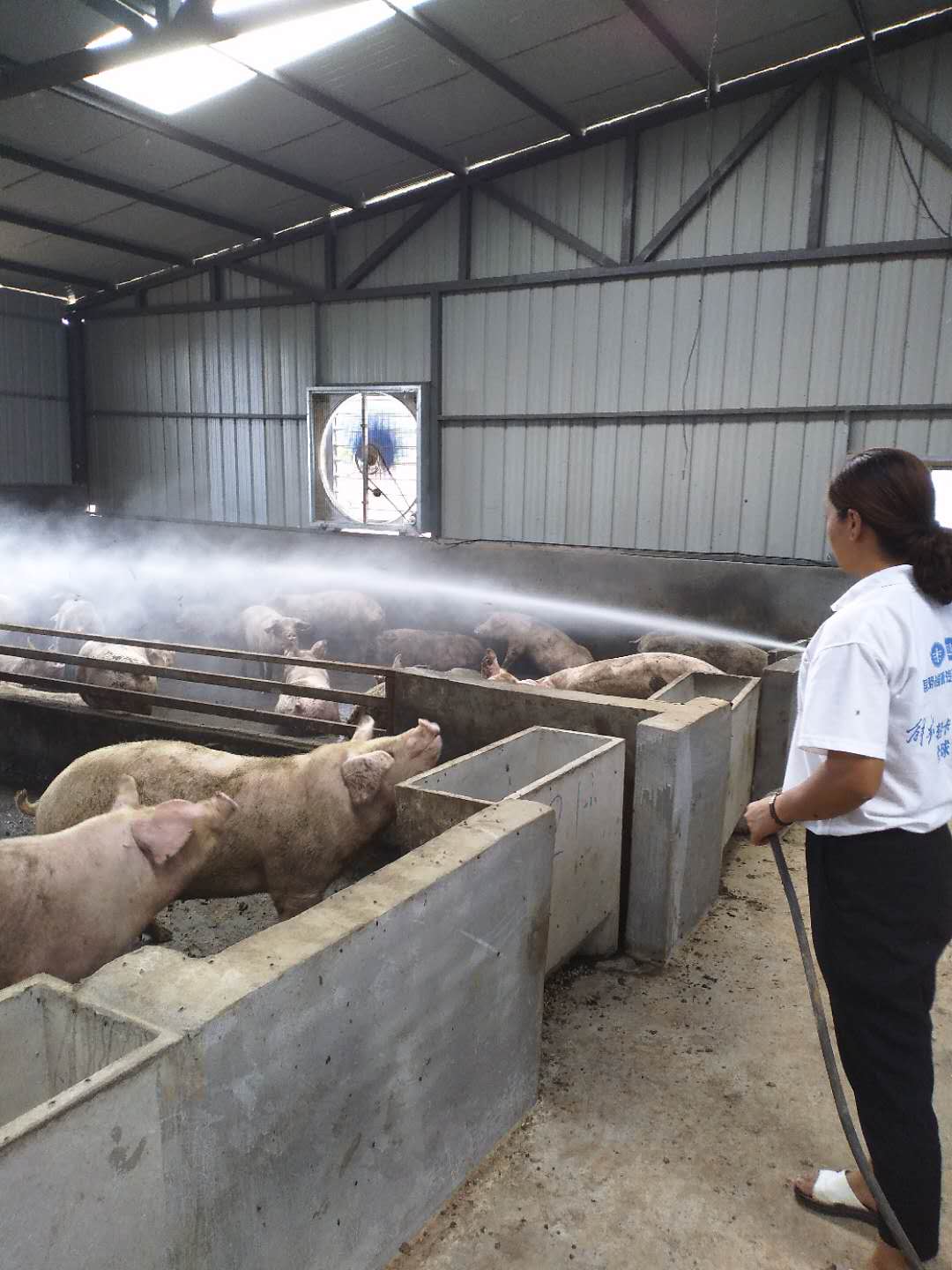 仔猪补硒的方法（补仔猪方法硒含量多少）-硒宝网