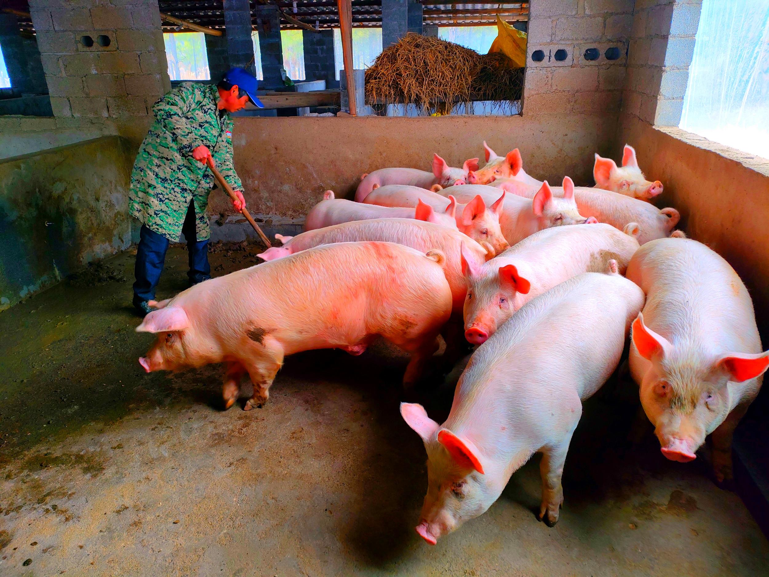 仔猪补硒的方法（补仔猪方法硒含量多少）-硒宝网