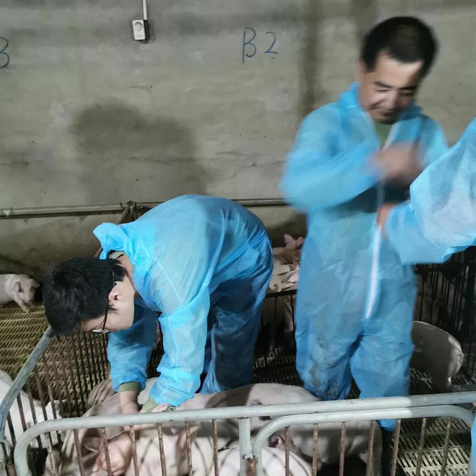 仔猪补硒的方法（补仔猪方法硒含量多少）-硒宝网