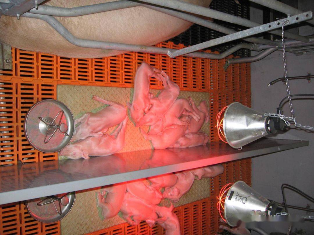 仔猪补硒的方法（补仔猪方法硒含量多少）-硒宝网