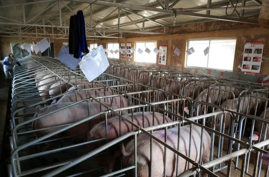 仔猪补硒的方法(仔猪怎么补硒)-硒宝网