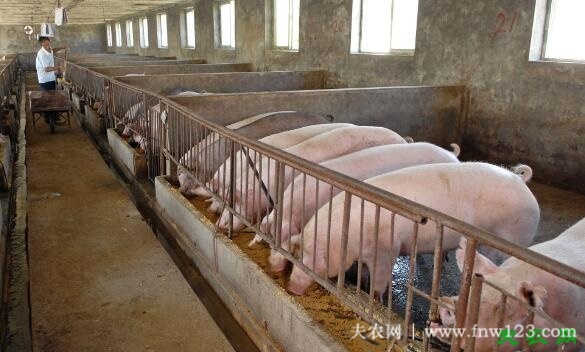 仔猪补硒的方法(仔猪怎么补硒)-硒宝网