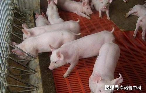 仔猪补硒的方法（仔猪补硒多了什么症状）-硒宝网