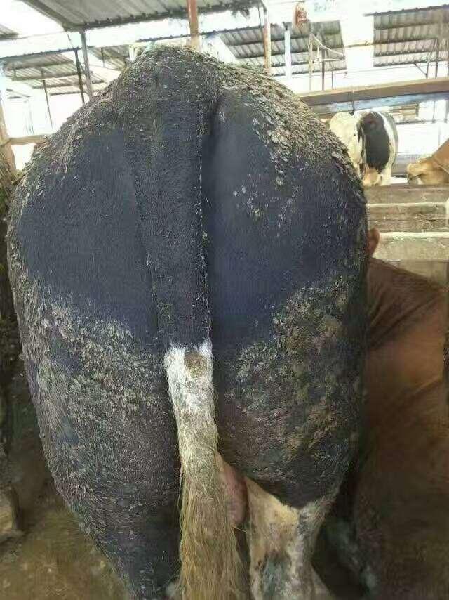 母??梢圆刮穑ㄅ2刮慷喑な奔涑鱿址从Γ?硒宝网