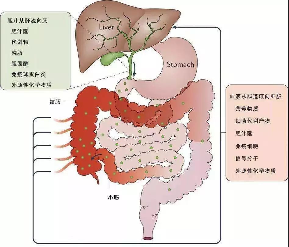 肝硬化补麦芽硒(肝硬化补麦芽硒有用吗)-硒宝网