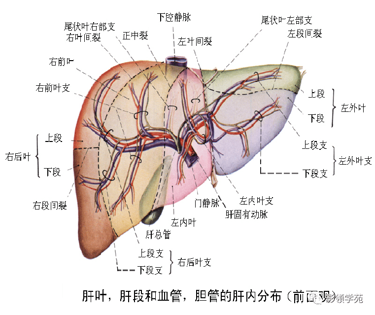 肝硬化补麦芽硒(肝硬化补麦芽硒有用吗)-硒宝网