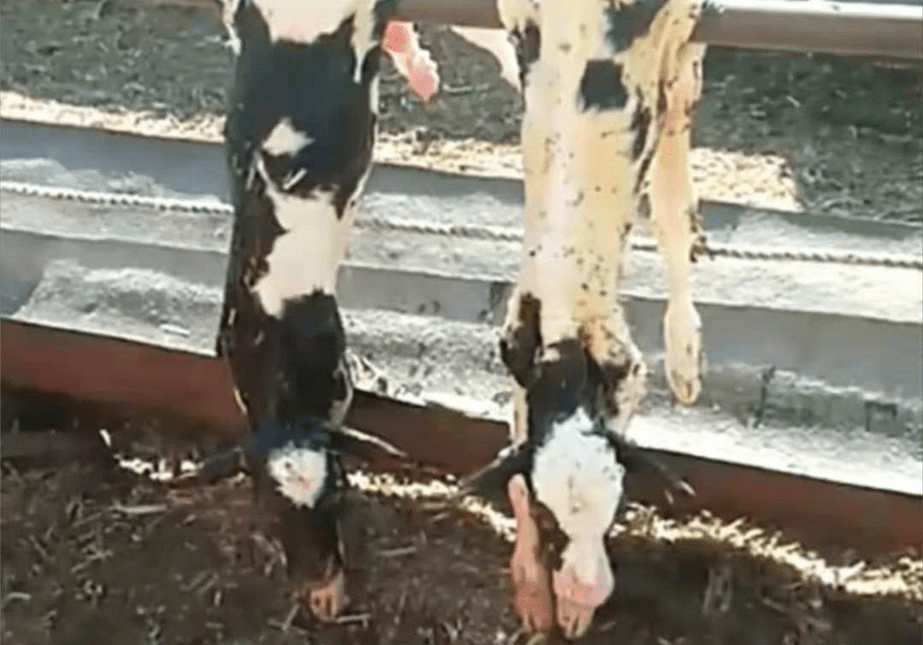 新生犊牛补硒针(牛犊补硒过量怎么办)-硒宝网