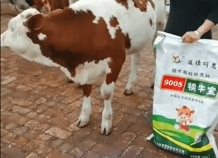 新生犊牛补硒针(牛犊补硒过量怎么办)-硒宝网