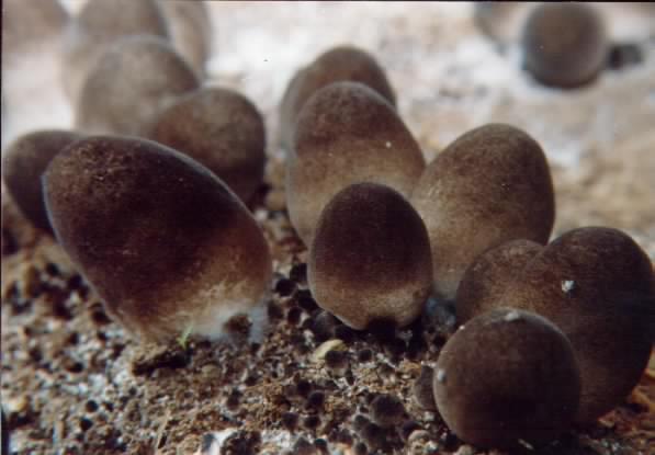 春季补硒的好处（适当补硒）-硒宝网