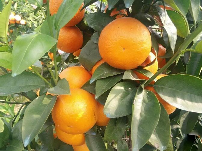 硒在柑橘怎么补（硒对柑橘的生长作用）-硒宝网