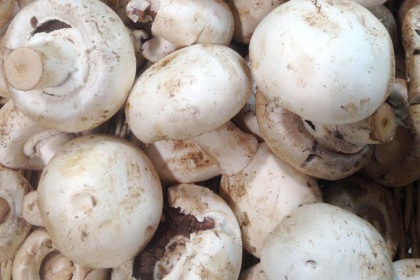 哪些病需要补硒(需要补硒的人群)-硒宝网