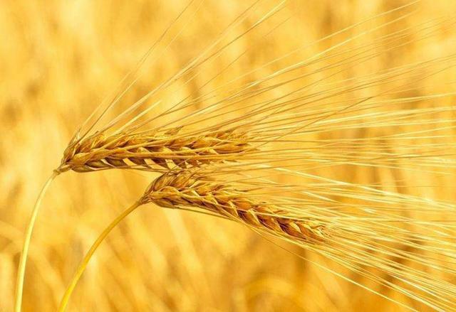 补硒肝脏的反应(补硒对肝)-硒宝网