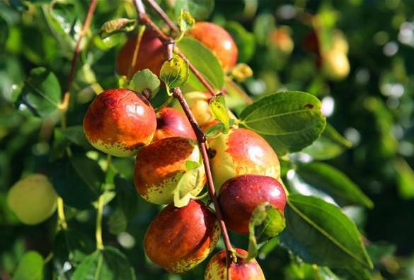 补硒肝脏的反应(补硒对肝)-硒宝网