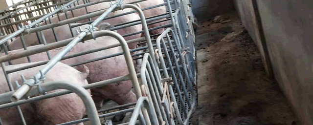 仔猪补硒是什么(仔猪补硒中毒怎样治疗)-硒宝网