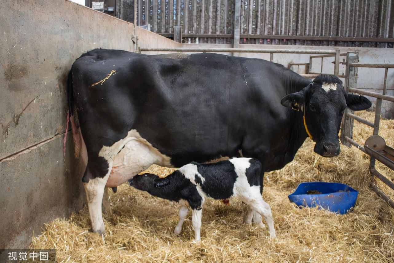 猪得口蹄疫补硒（猪得了口蹄疫拌料添加什么药）-硒宝网