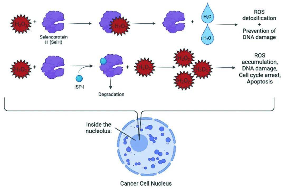 补硒及药物治疗（药物补硒有副作用吗）-硒宝网