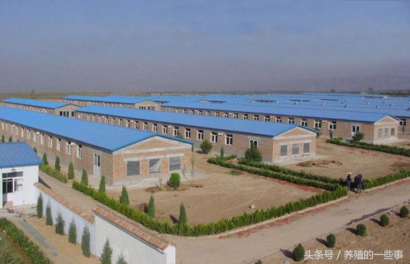 猪得口蹄疫补硒（猪用口蹄疫用药）-硒宝网