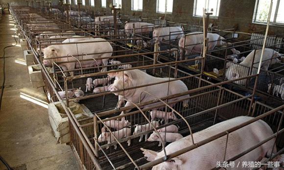 猪得口蹄疫补硒（猪用口蹄疫用药）-硒宝网