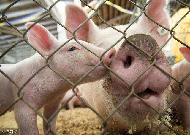 给小猪补几次硒(小猪补硒补多了怎么办)-硒宝网