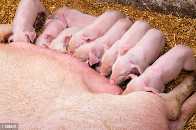 给小猪补几次硒(小猪补硒补多了怎么办)-硒宝网