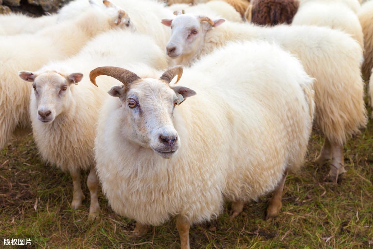 给羊补硒的方法(羊羔怎么补硒)-硒宝网