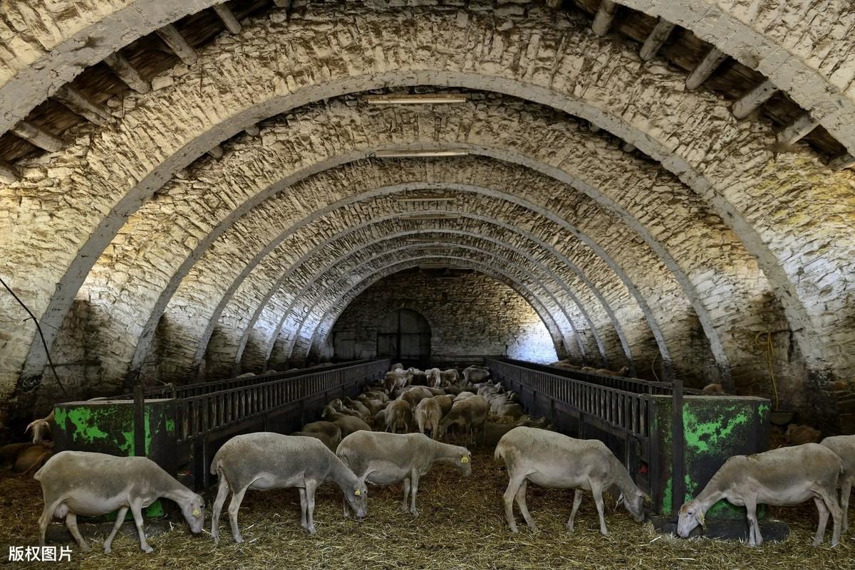 给羊补硒的方法(羊羔怎么补硒)-硒宝网