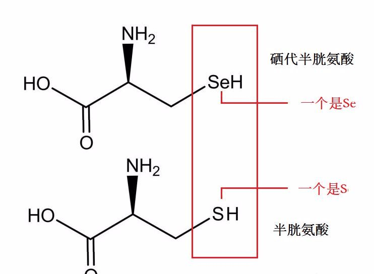 补硒的金属元素(补金属元素硒含量多少)-硒宝网