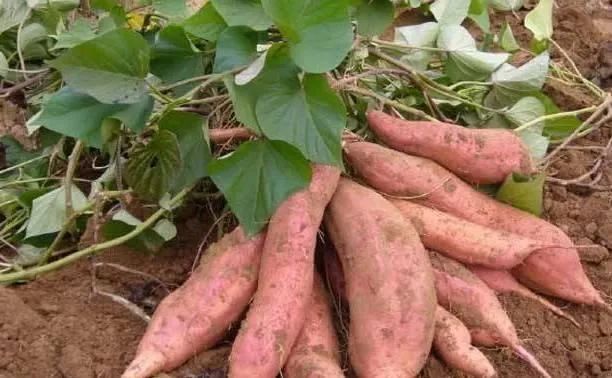 补硒防癌有用吗（补硒防癌）-硒宝网