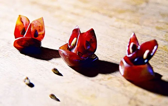 补硒防癌有用吗（补硒防癌）-硒宝网