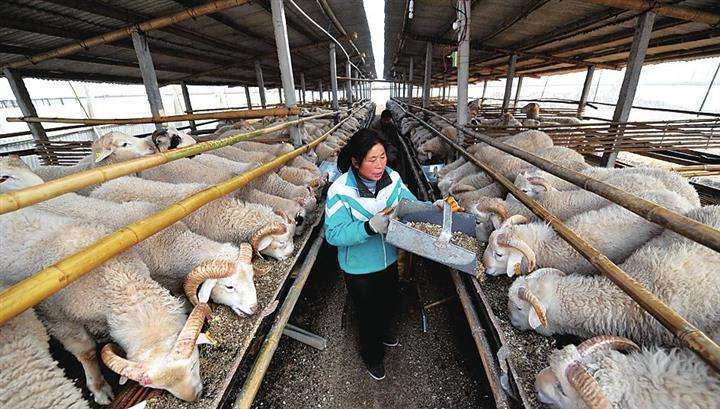 给羊补硒的方法(羊怎样补硒)-硒宝网