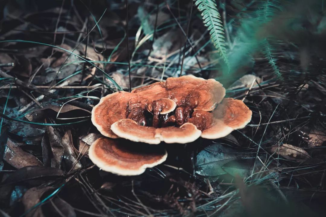 硒什么人需要补（要补硒吗）-硒宝网